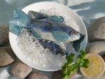 Hering_04