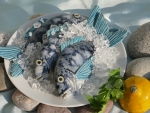 Dorade_04