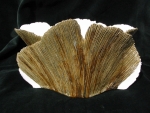 Ginkgo_02
