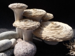 Stricklava_01