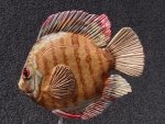 Diskus