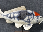 Koi_03