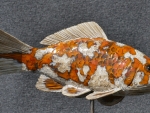 Koi_04